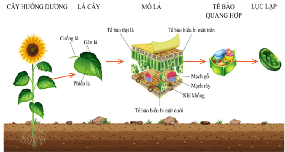 Lý thuyết KHTN 7 Chân trời sáng Bài 23: Quang hợp ở thực vật | Khoa học tự nhiên 7