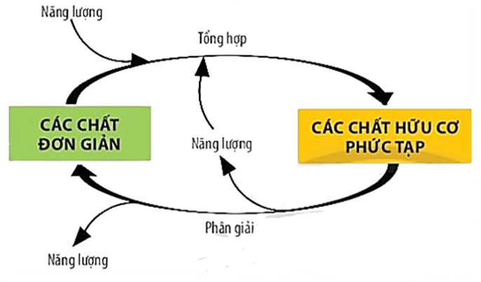 Lý thuyết KHTN 7 Chân trời sáng Bài 25: Hô hấp tế bào | Khoa học tự nhiên 7