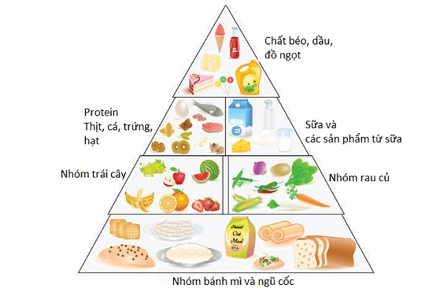 Lý thuyết KHTN 7 Chân trời sáng Bài 25: Hô hấp tế bào | Khoa học tự nhiên 7