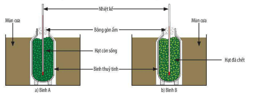 Lý thuyết KHTN 7 Chân trời sáng Bài 26: Thực hành về hô hấp tế bào ở thực vật thông qua sự nảy mầm của hạt | Khoa học tự nhiên 7