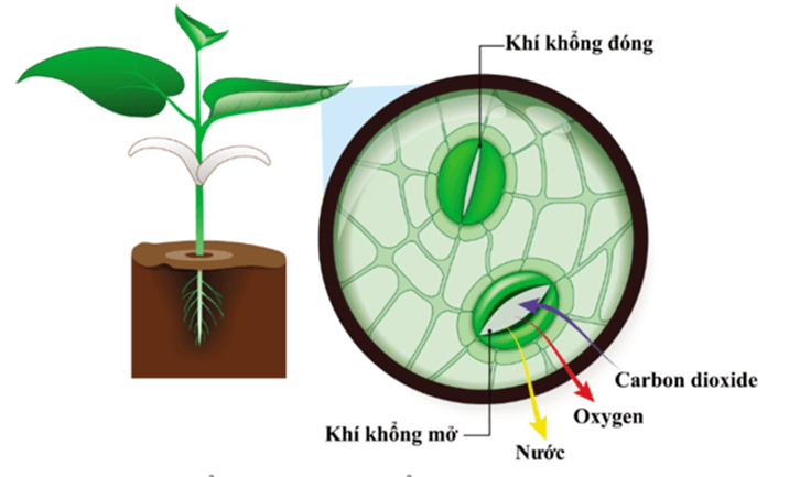 Lý thuyết KHTN 7 Chân trời sáng Bài 27: Trao đổi khí ở sinh vật | Khoa học tự nhiên 7