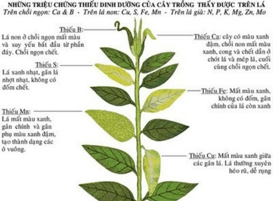 Lý thuyết KHTN 7 Chân trời sáng Bài 28: Vai trò của nước và các chất dinh dưỡng đối với cơ thể sinh vật | Khoa học tự nhiên 7