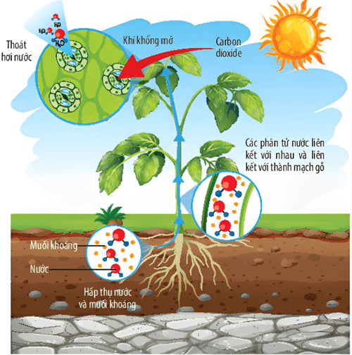 Lý thuyết KHTN 7 Chân trời sáng Bài 29: Trao đổi nước và các chất dinh dưỡng ở thực vật | Khoa học tự nhiên 7