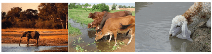 Lý thuyết KHTN 7 Chân trời sáng Bài 30: Trao đổi nước và các chất dinh dưỡng ở động vật | Khoa học tự nhiên 7 (ảnh 1)