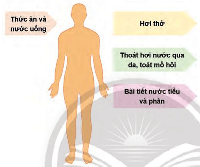 Lý thuyết KHTN 7 Chân trời sáng Bài 30: Trao đổi nước và các chất dinh dưỡng ở động vật | Khoa học tự nhiên 7