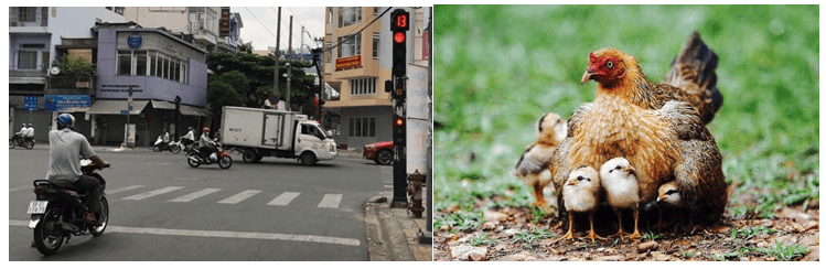 Lý thuyết KHTN 7 Chân trời sáng Bài 33: Tập tính ở động vật | Khoa học tự nhiên 7 (ảnh 2)