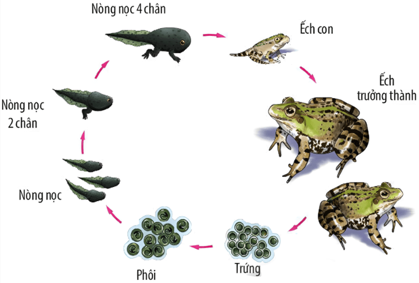 Lý thuyết KHTN 7 Chân trời sáng Bài 34: Sinh trưởng và phát triển ở sinh vật | Khoa học tự nhiên 7