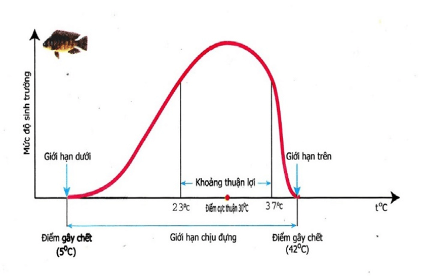 Lý thuyết KHTN 7 Chân trời sáng Bài 35: Các nhân tố ảnh hưởng đến sinh trưởng và phát triển của sinh vật | Khoa học tự nhiên 7