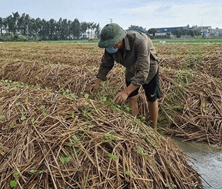 Lý thuyết KHTN 7 Chân trời sáng Bài 35: Các nhân tố ảnh hưởng đến sinh trưởng và phát triển của sinh vật | Khoa học tự nhiên 7