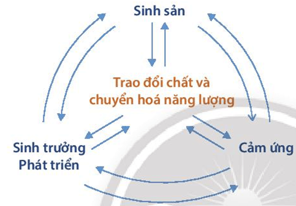 Lý thuyết KHTN 7 Chân trời sáng Bài 39: Chứng minh cơ thể sinh vật là một thể thống nhất | Khoa học tự nhiên 7