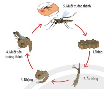 Trắc nghiệm KHTN 7 Chân trời sáng tạo Bài 35 (có đáp án): Các nhân tố ảnh hưởng đến sinh trưởng và phát triển của sinh vật | Khoa học tự nhiên 7