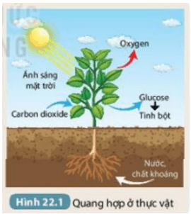 Quan sát Hình 22.1 rồi hoàn thành nội dung theo mẫu Bảng 22.1 (ảnh 1)