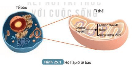 Kể tên các chất tham gia vào quá trình hô hấp và các sản phẩm được tạo ra (ảnh 1)