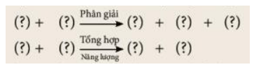 Đọc thông tin trong mục II, sử dụng các cụm từ: Glucose, Carbon dioxide, ATP, Nước, Oxygen (ảnh 2)