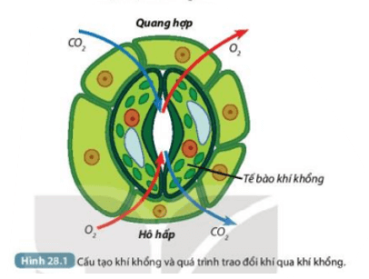 Quan sát Hình 28.1, cho biết sự khác nhau giữa quá trình trao đổi khí qua khí khổng (ảnh 2)