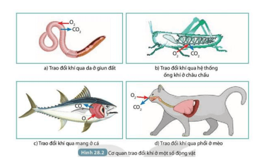 Quan sát Hình 28.2, cho biết tên cơ quan trao đổi khí ở giun đất, cá, châu chấu và mèo (ảnh 3)