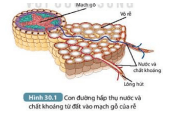 Quan sát Hình 30.1, mô tả con đường nước và chất khoáng từ đất đi vào mạch gỗ của cây (ảnh 1)