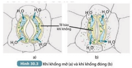 Quan sát Hình 30.3, mô tả quá trình thoát hơi nước qua khí khổng và cho biết độ mở (ảnh 3)