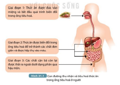 Quan sát Hình 31.1, hãy mô tả con đường thu nhận và tiêu hóa thức ăn trong ống tiêu hóa (ảnh 1)