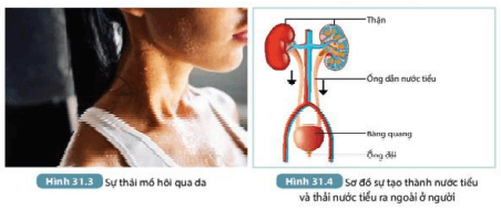 Quan sát Hình 31.3 và 31.4, cho biết nước đào thải ra khỏi cơ thể như thế nào? (ảnh 2)