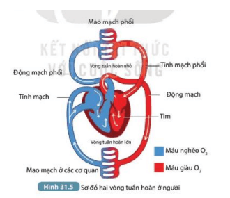 Mô tả con đường vận chuyển các chất ở động vật và người (ảnh 3)