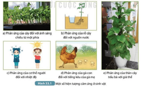 Quan sát Hình 33.1 và hoàn thành theo mẫu Bảng 33.1 (ảnh 2)