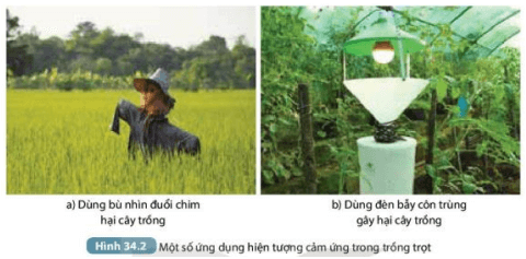 Quan sát hình 34.2 và hoàn thành nội dung theo mẫu Bảng 34.1 (ảnh 1)