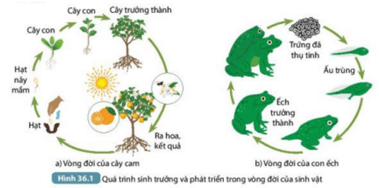 Phát biểu khái niệm sinh trưởng và phát triển (ảnh 1)