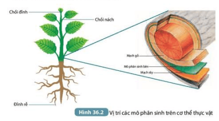 Quan sát Hình 36.2 và đọc thông tin mục II để hoàn thành nội dung theo mẫu Bảng 36.1 (ảnh 3)