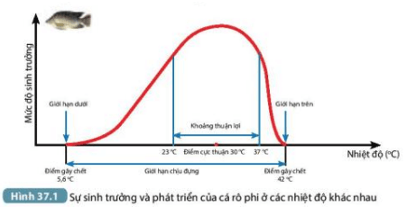 Nhiệt độ thuận lợi nhất cho sự sinh trưởng và phát triển của cá rô phi là bao nhiêu? (ảnh 1)