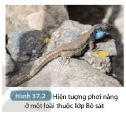 Nhiều loài động vật có tập tính phơi nắng (Hình 37.2), tập tính này có tác dụng gì (ảnh 2)