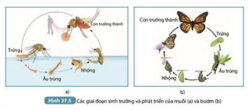 Theo em, diệt muỗi ở giai đoạn nào cho hiệu quả nhất? Vì sao? (ảnh 8)