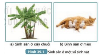 Quan sát Hình 39.1 kết hợp kiến thức đã biết, hãy nêu khái niệm sinh sản và lấy ví dụ (ảnh 1)