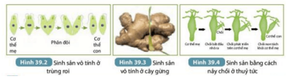 Quan sát Hình 39.2, 39.3 và 39.4 kết hợp đọc thông tin trong mục II, đánh dấu X (ảnh 2)