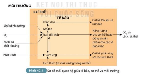 Quan sát Hình 42.1, mô tả mối quan hệ giữa tế bào, cơ thể và môi trường? (ảnh 1)