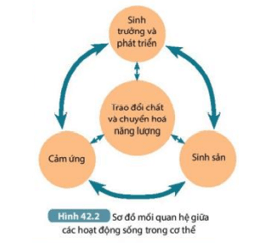 Quan sát Hình 42.2, cho biết cơ thể có các hoạt động sống nào và nêu mối quan hệ (ảnh 2)