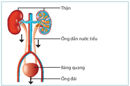 Lý thuyết KHTN 7 Kết nối tri thức Bài 31: Trao đổi nước và chất dinh dưỡng ở động vật