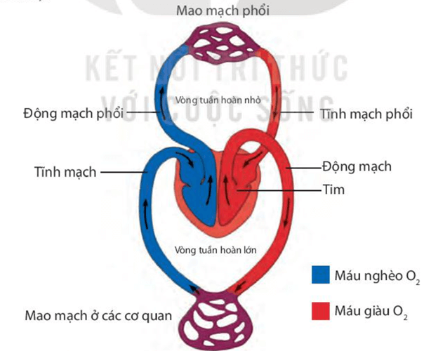 Lý thuyết KHTN 7 Kết nối tri thức Bài 31: Trao đổi nước và chất dinh dưỡng ở động vật