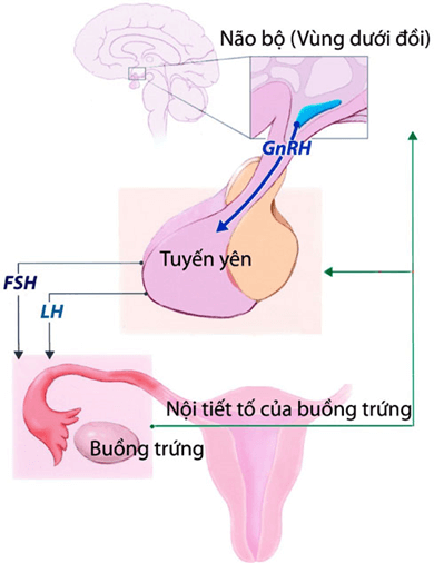 Lý thuyết KHTN 7 Kết nối tri thức Bài 41: Một số yếu tố ảnh hưởng và điều hòa, điều khiển sinh sản ở sinh vật