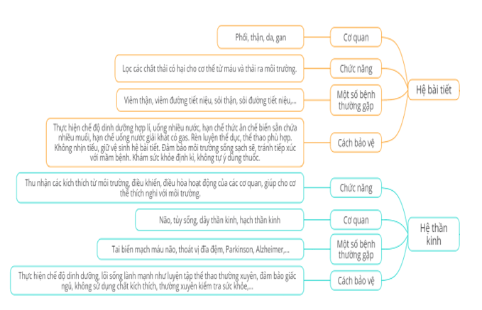 Nêu các cơ quan chức năng một số bệnh thường gặp và cách bảo vệ các hệ cơ quan trong cơ thể người theo gợi ý