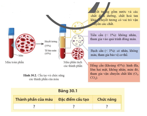 Quan sát hình 30.2 nêu một số đặc điểm cấu tạo và chức năng của các thành phần máu theo gợi ý