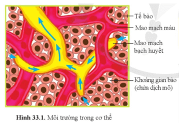 Quan sát hình 33.1 và nêu các thành phần của môi trường trong cơ thể