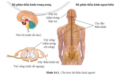 Quan sát hình 34.1 nêu tên các bộ phận cấu tạo nên hệ thần kinh