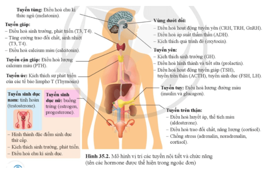 Quan sát hình 35.2 và nêu vị trí chức năng của các tuyến nội tiết trong cơ thể