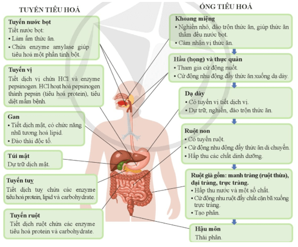 Quan sát hình 29.3 nêu chức năng từng cơ quan của hệ tiêu hóa