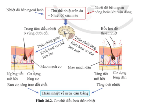 Quan sát hình 36.2 và cho biết khi trời nóng và khi trời lạnh các mạch máu dưới da tuyến mồ hôi và các cơ dựng lông hoạt động như thế nào