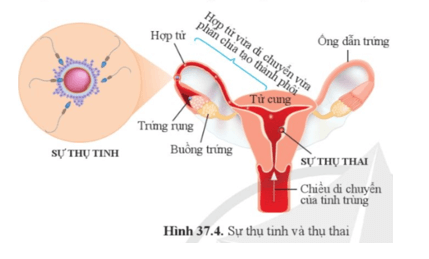 Quan sát hình 37.4 và cho biết chiều di chuyển của hợp tử sau khi thụ tinh