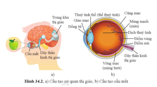 Quan sát hình 34.2 và cho biết Cấu tạo của cơ quan thị giác gồm những bộ phận nào?