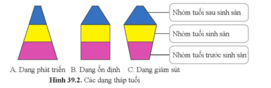 Quan sát hình 39.2 và cho biết vì sao A là dạng phát triển B là dạng ổn định và C là dạng giảm sút