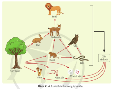 Liệt kê một số chuỗi thức ăn có trong hình 41.4 Các chuỗi thức ăn đó có mắt xích nào chung? 